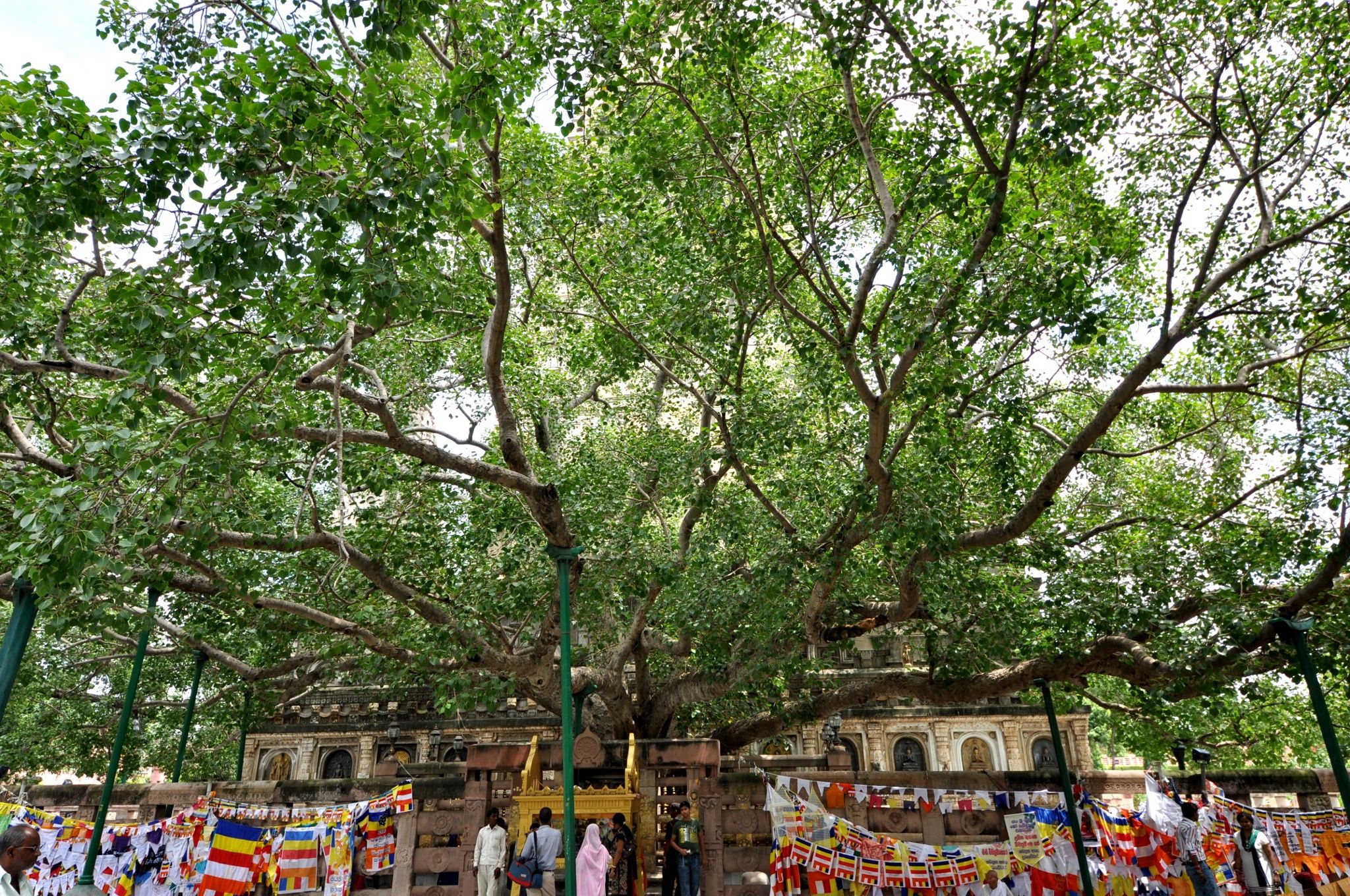 Бодхгая дерево Бодхи