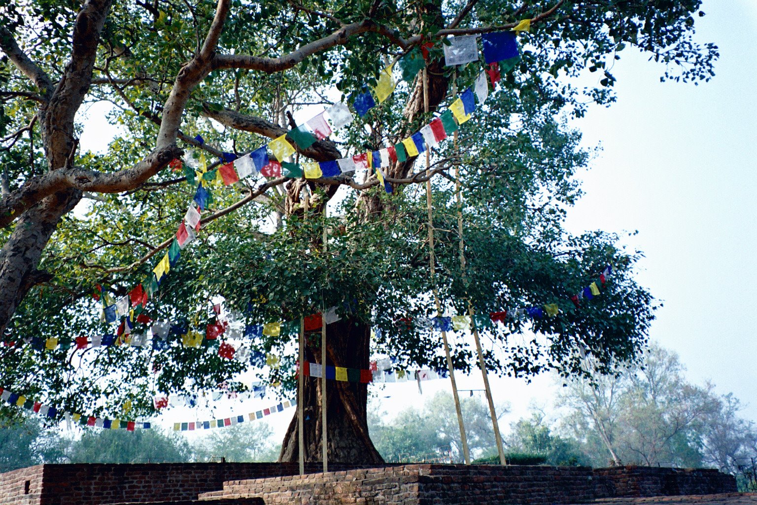 Пипал дерево Будды