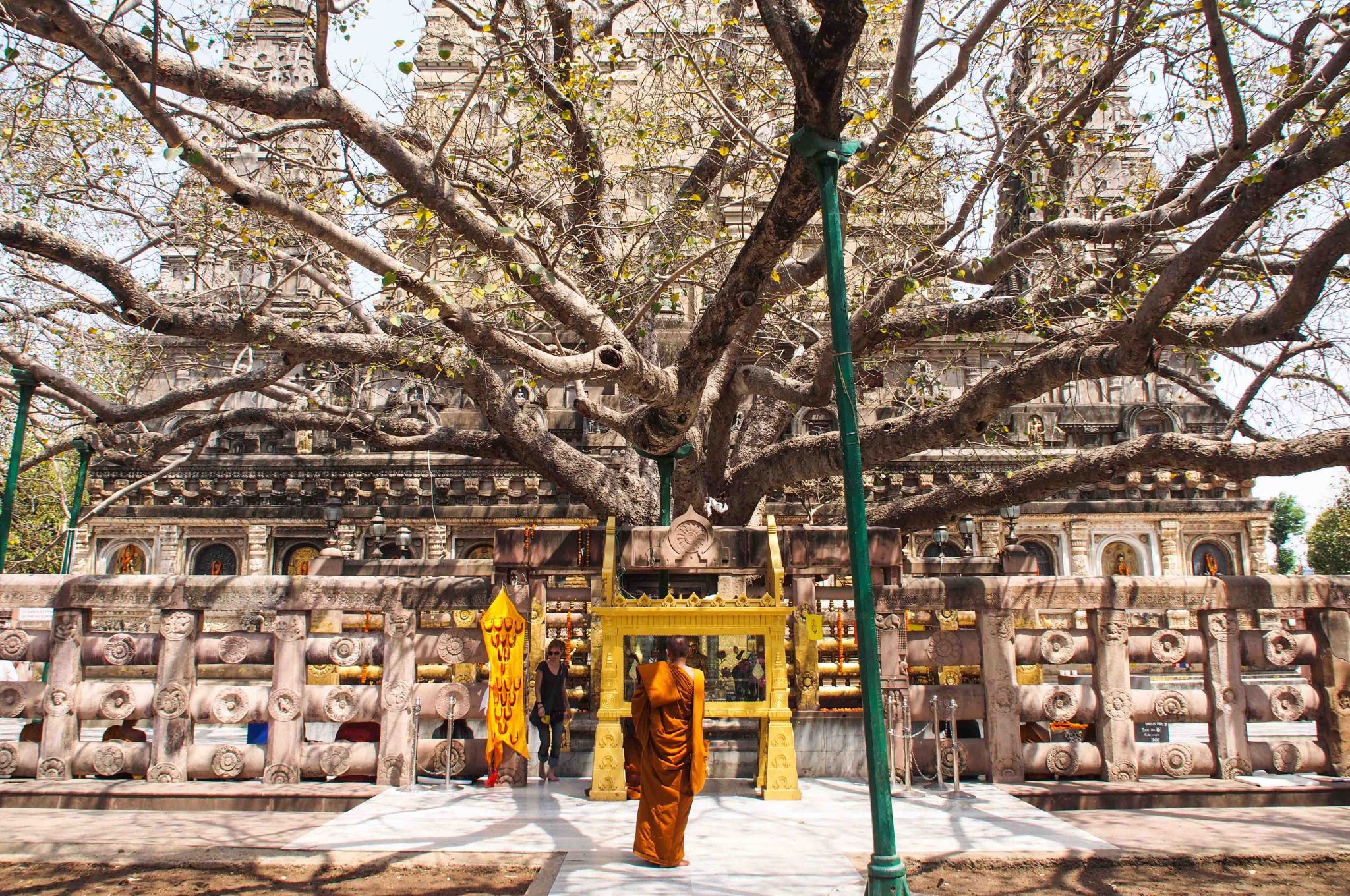 Храм Махабодхи дерево Бодхи