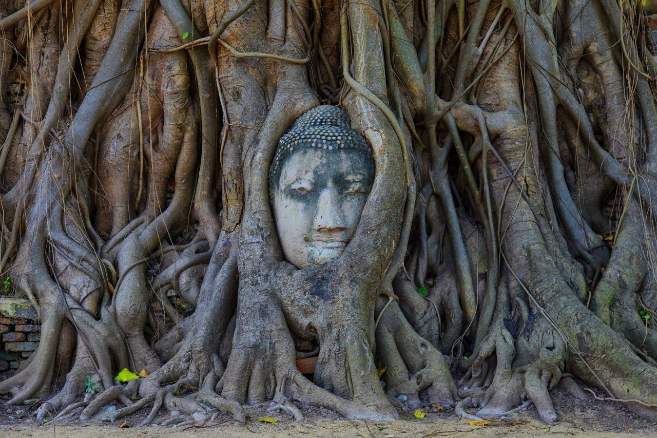 Шри Маха Бодхи — Священное дерево бо