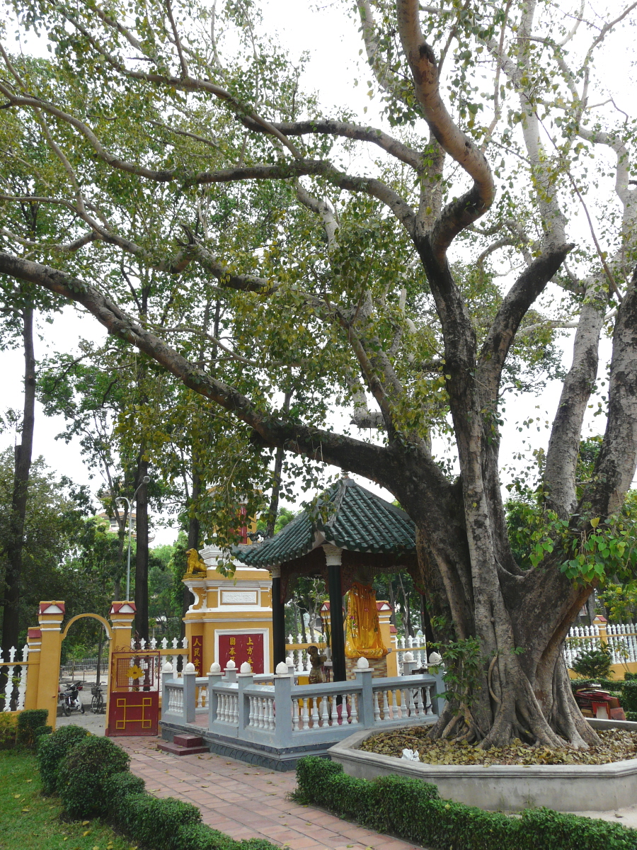 Священное дерево бо дерево Будды