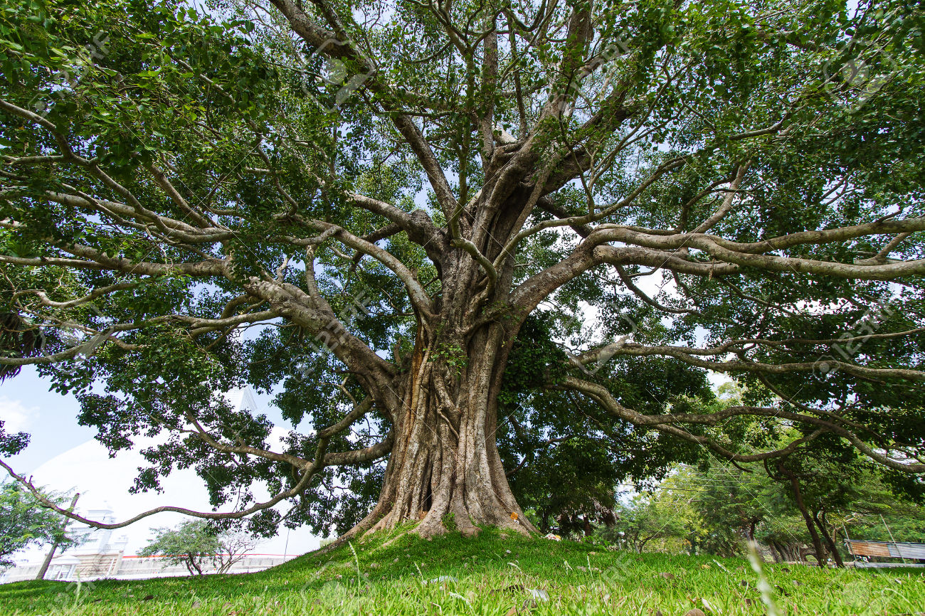Священное дерево бо Шри Ланка