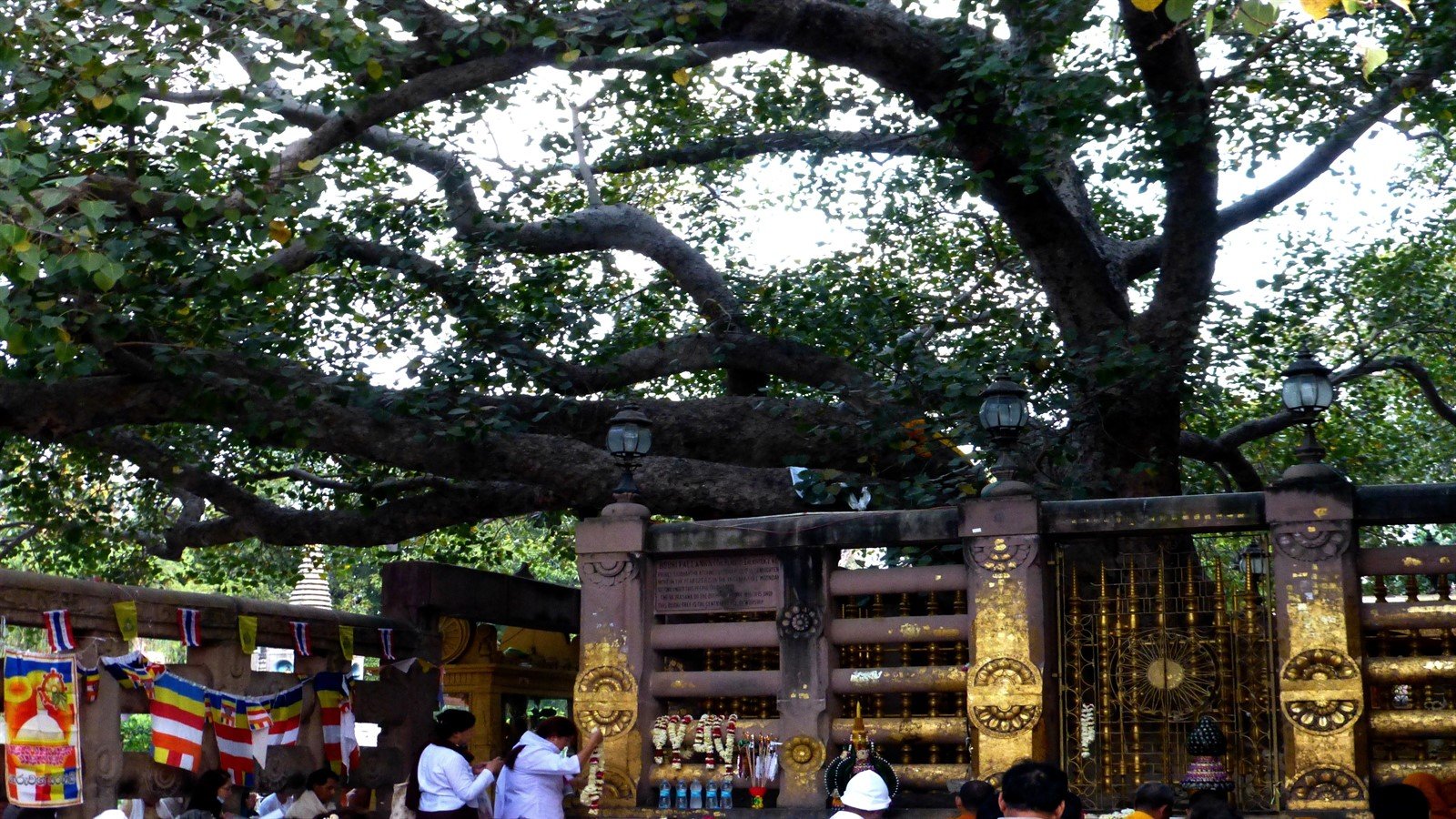 Махабодхи дерево Бодхи