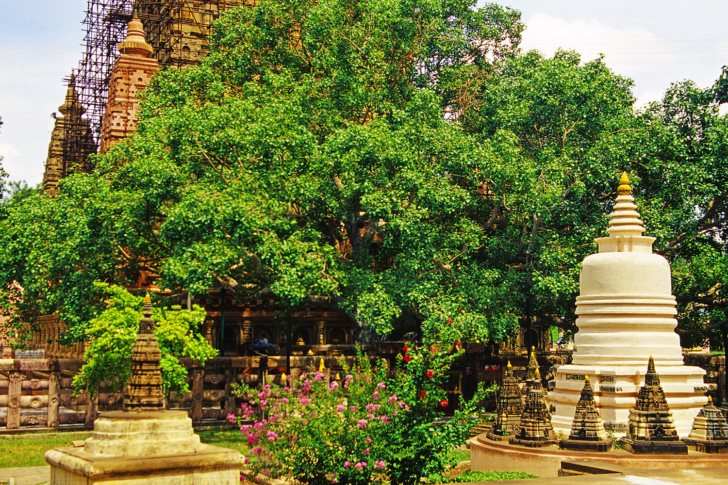 Храм Махабодхи дерево