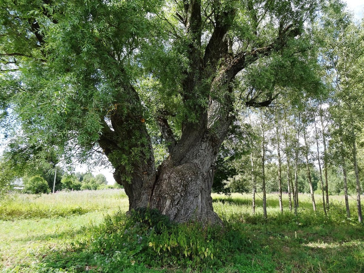 Дерево осокорь Тополь