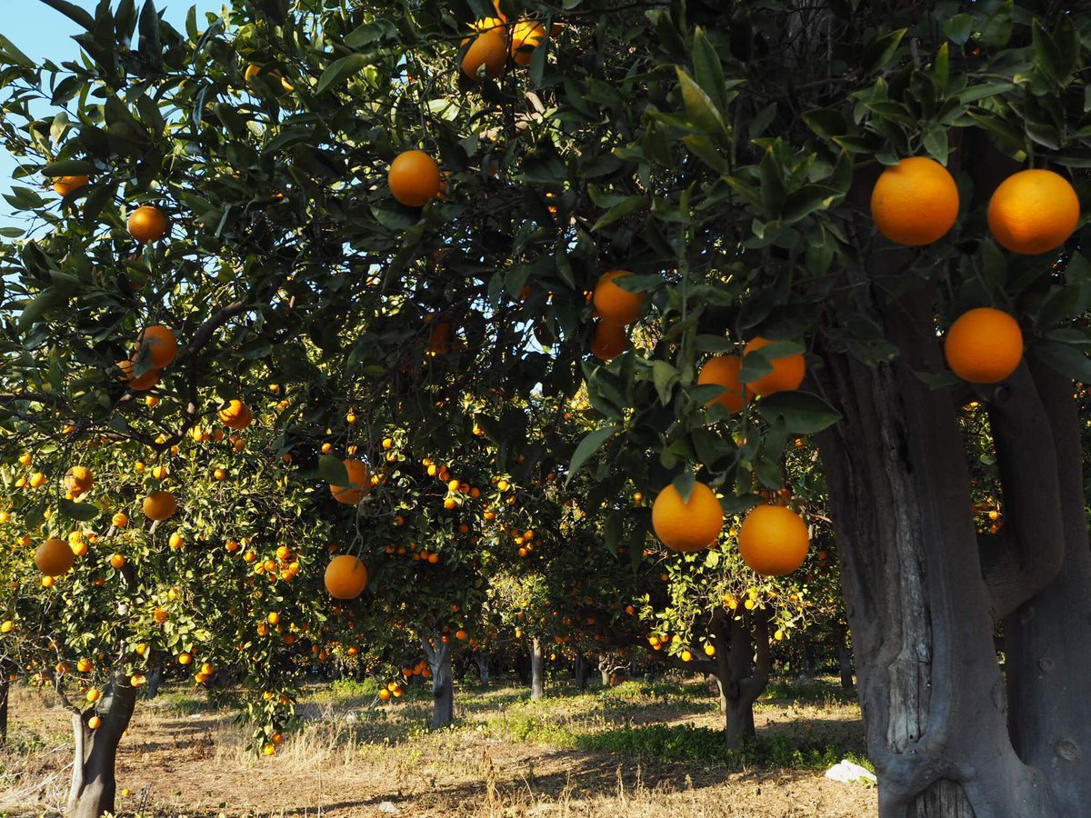 мандарины в марокко