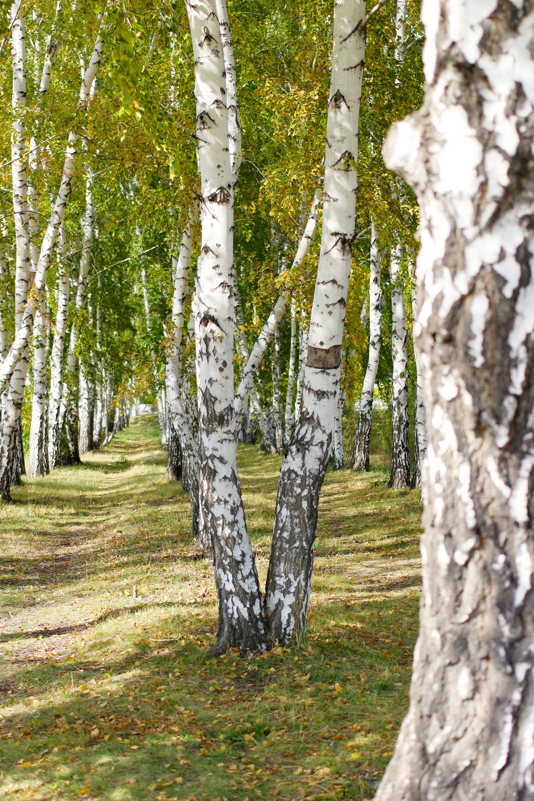 Уральская береза дерево
