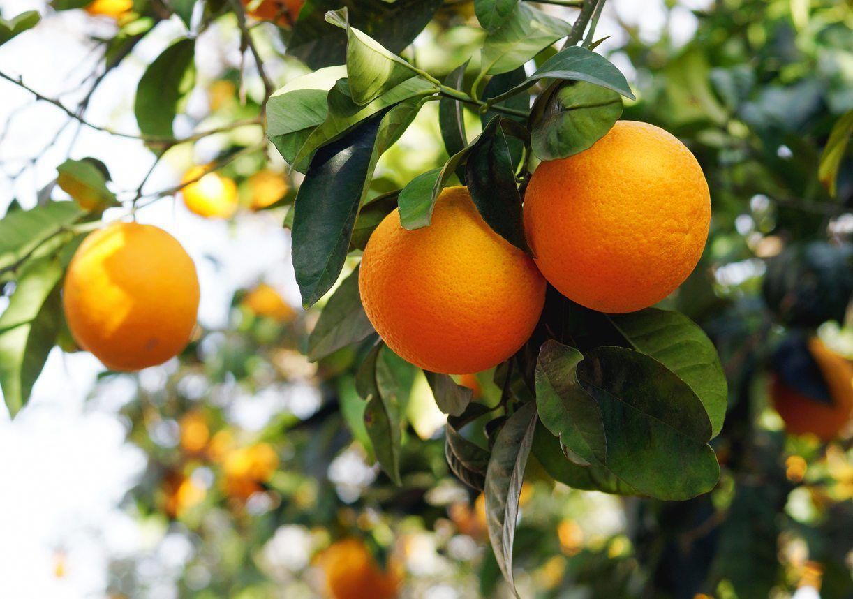 Цитрусовое дерево апельсин