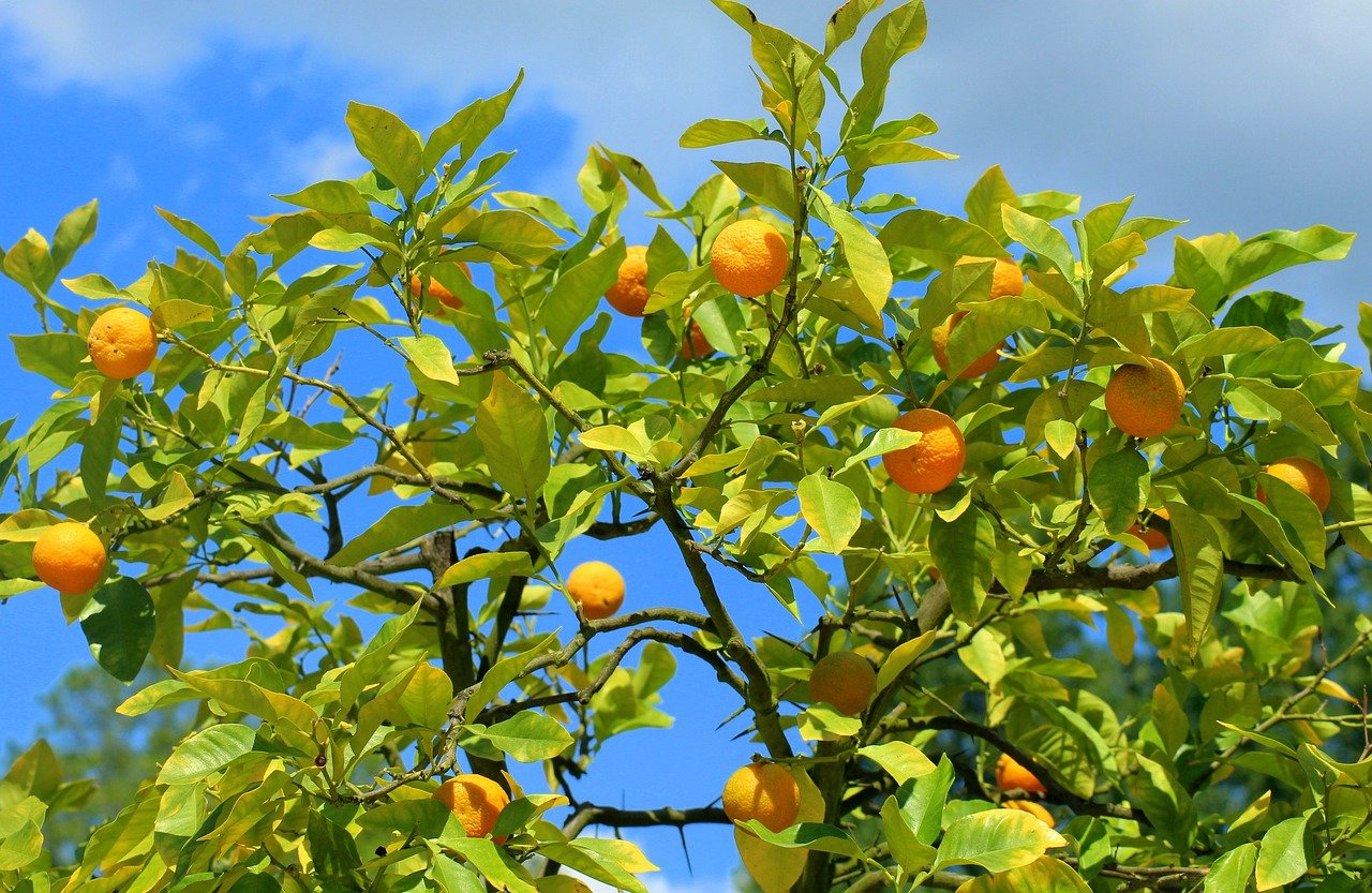 Мандарин Tangerine Tree