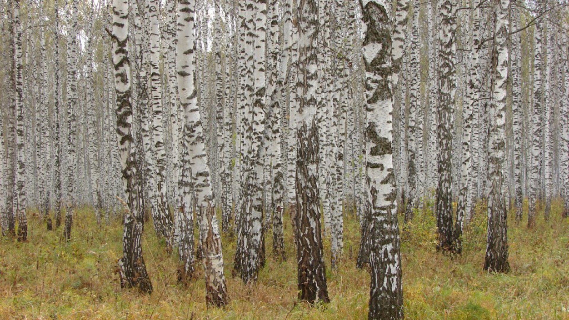 Мелколиственные леса Западной Сибири