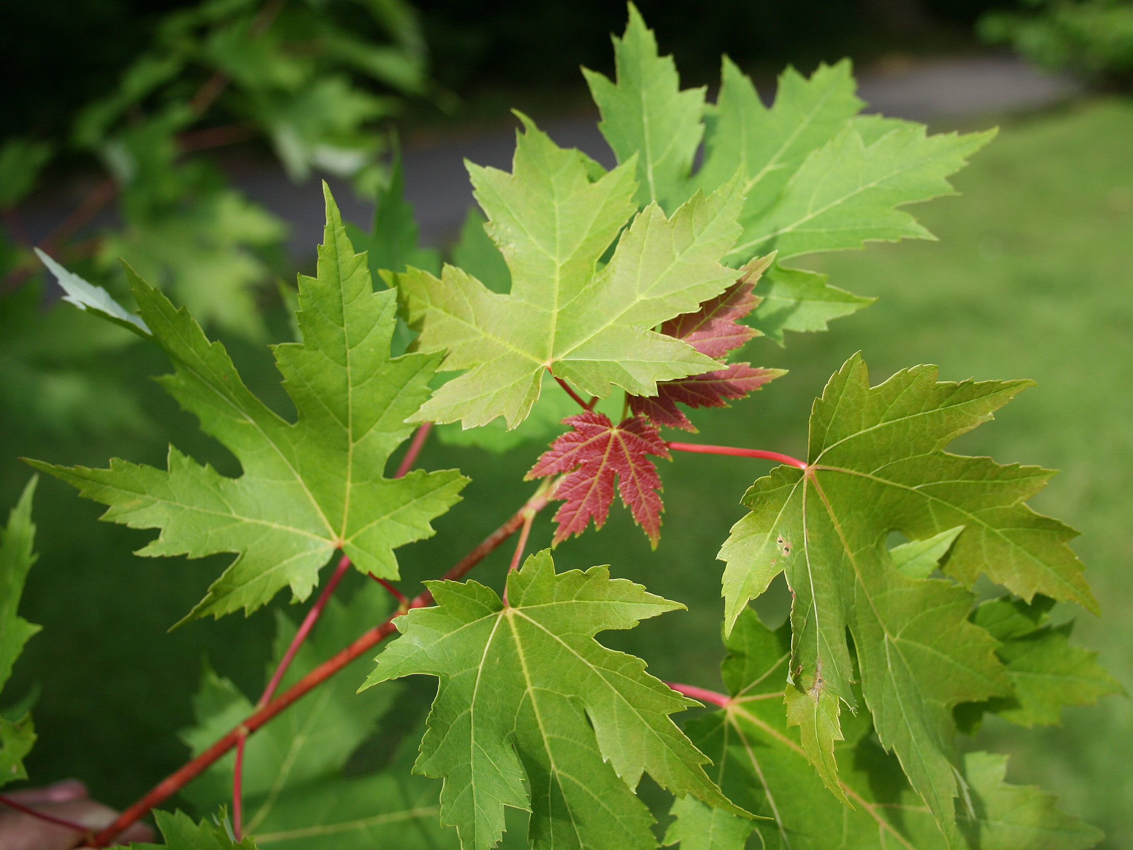 Клен серебристый Acer saccharinum лист