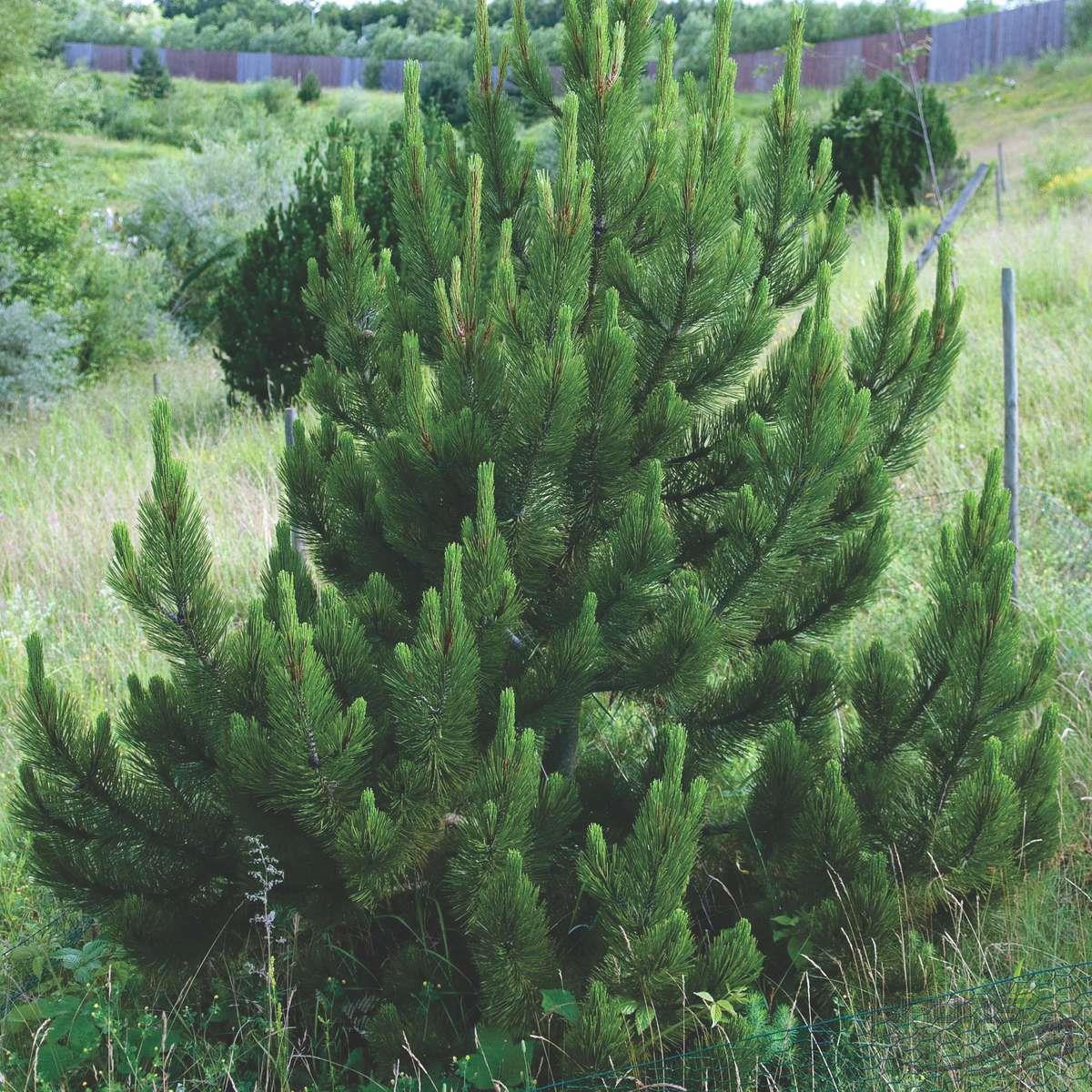 Сосна белокорая Pinus leucodermis