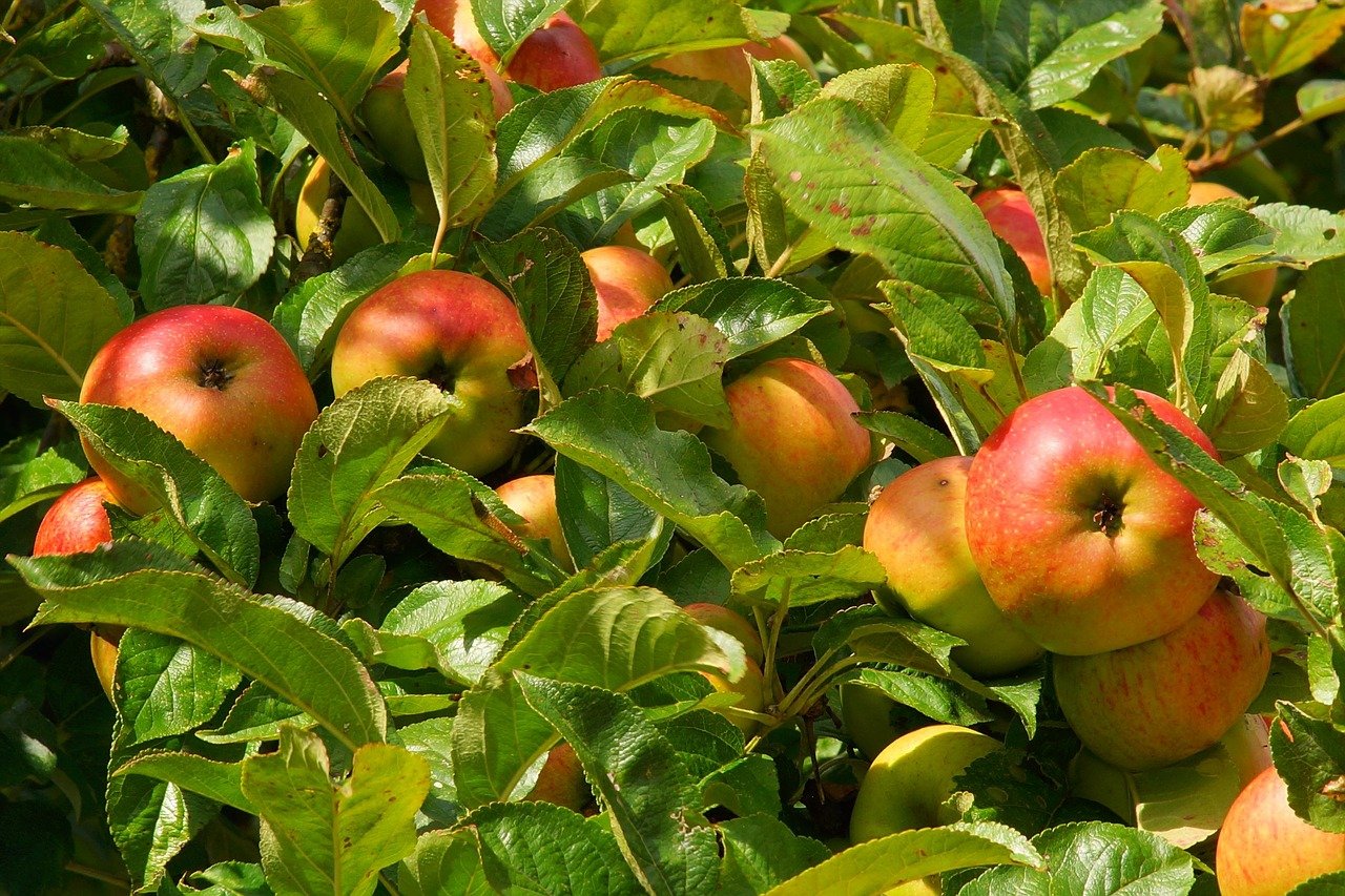 Яблоки садовые