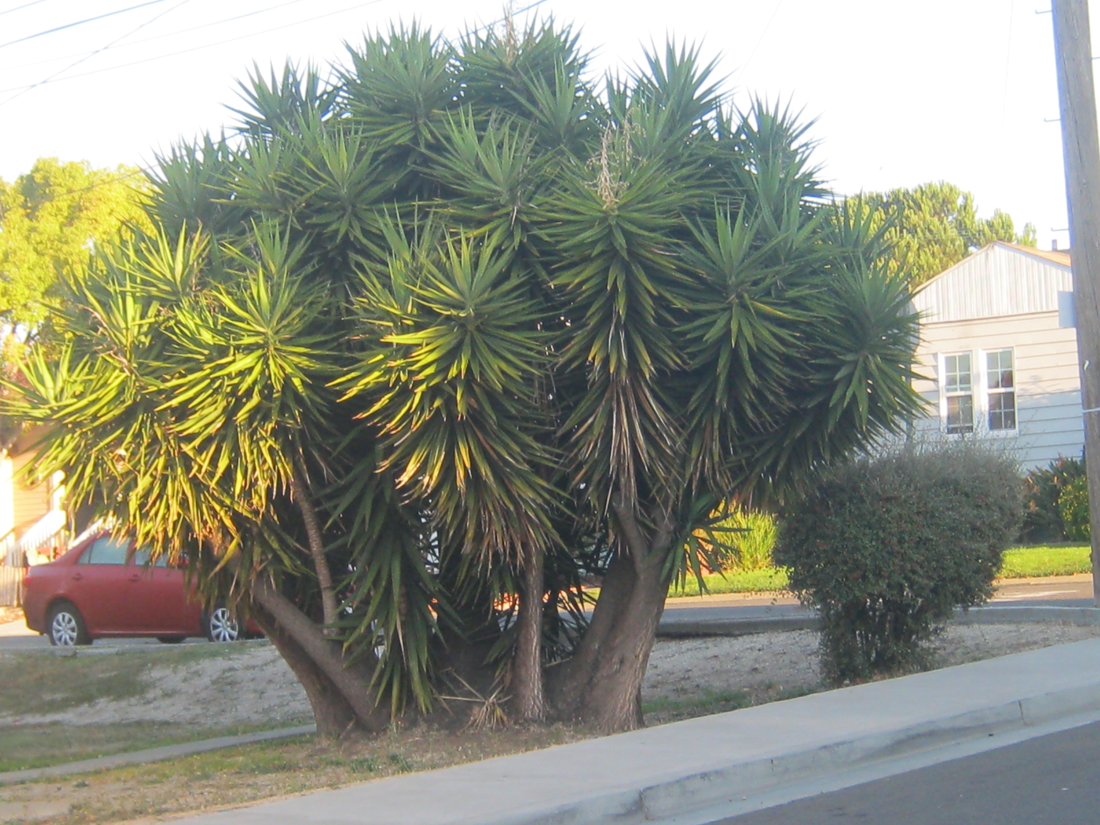 Yucca Neomexicana