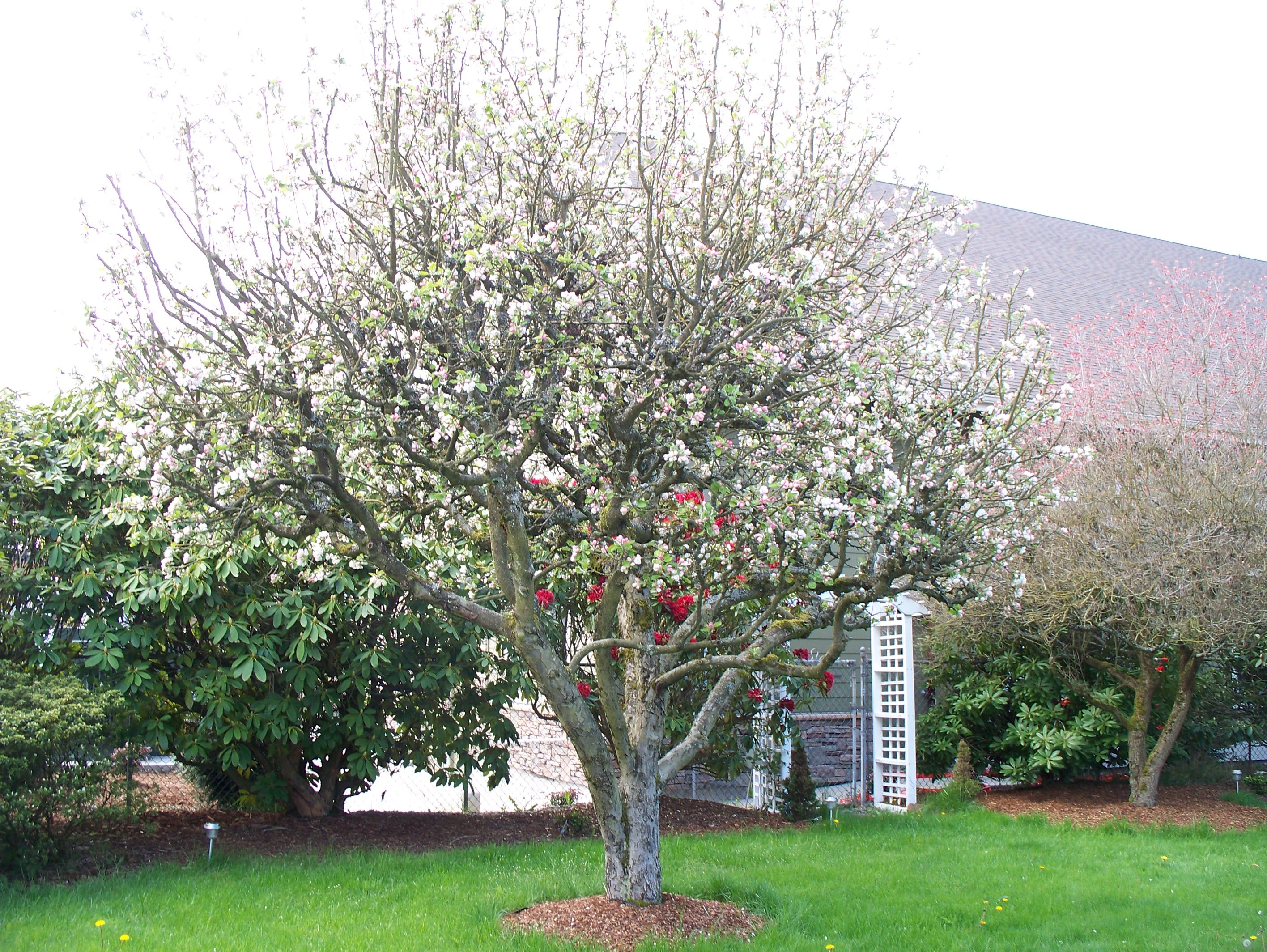Дерево яблони Карлык