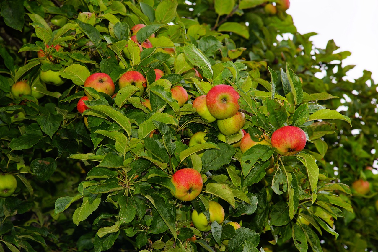 Яблоня кустарник