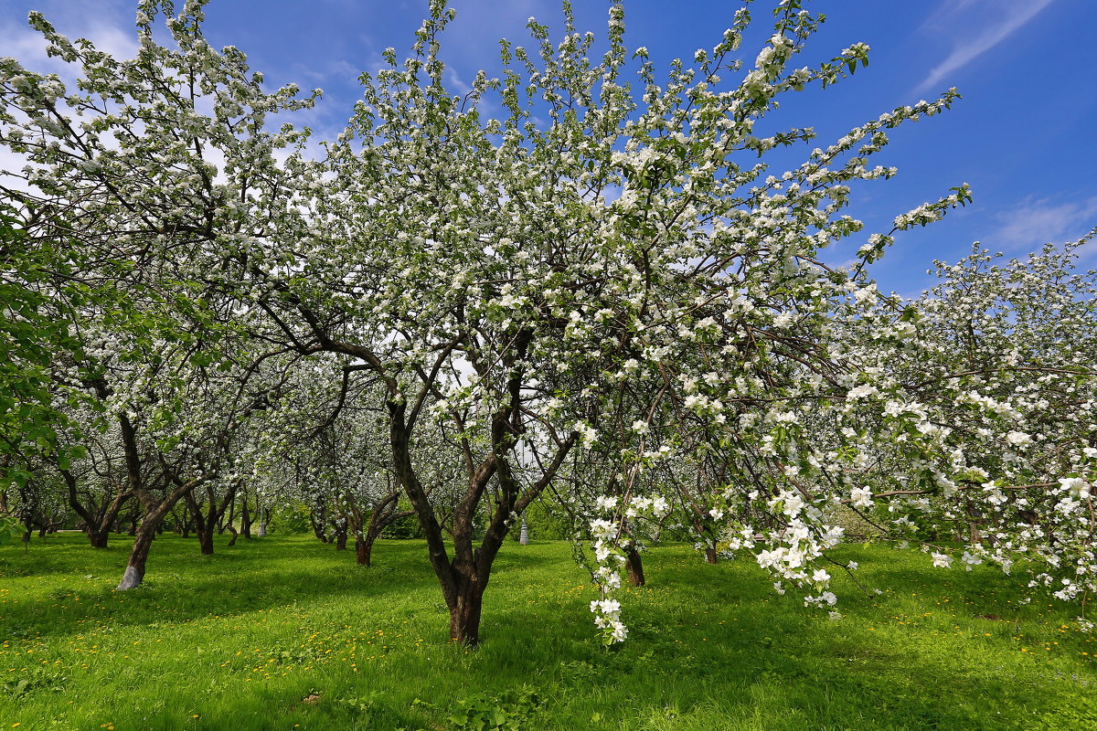 Яблоневый сад в Коломенском 2022