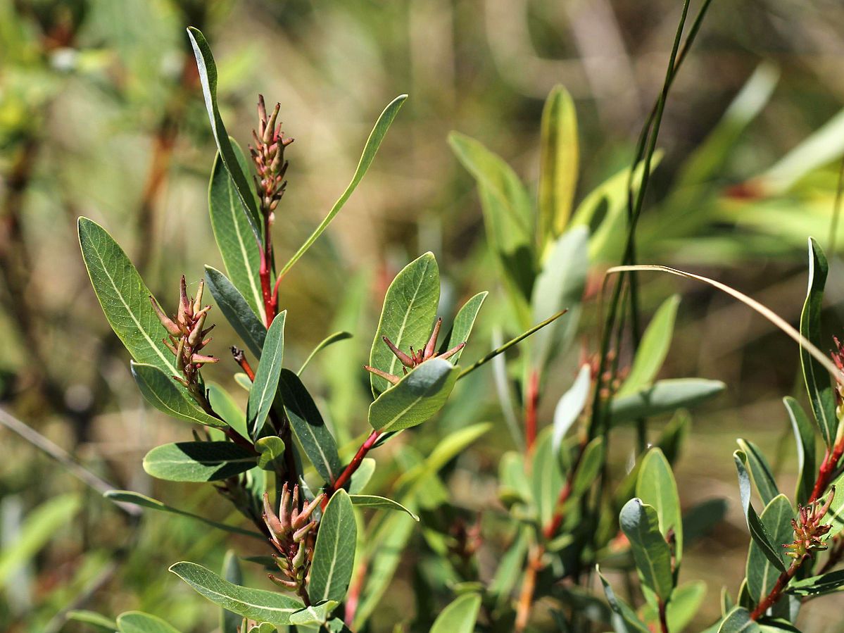 Salix geyeriana