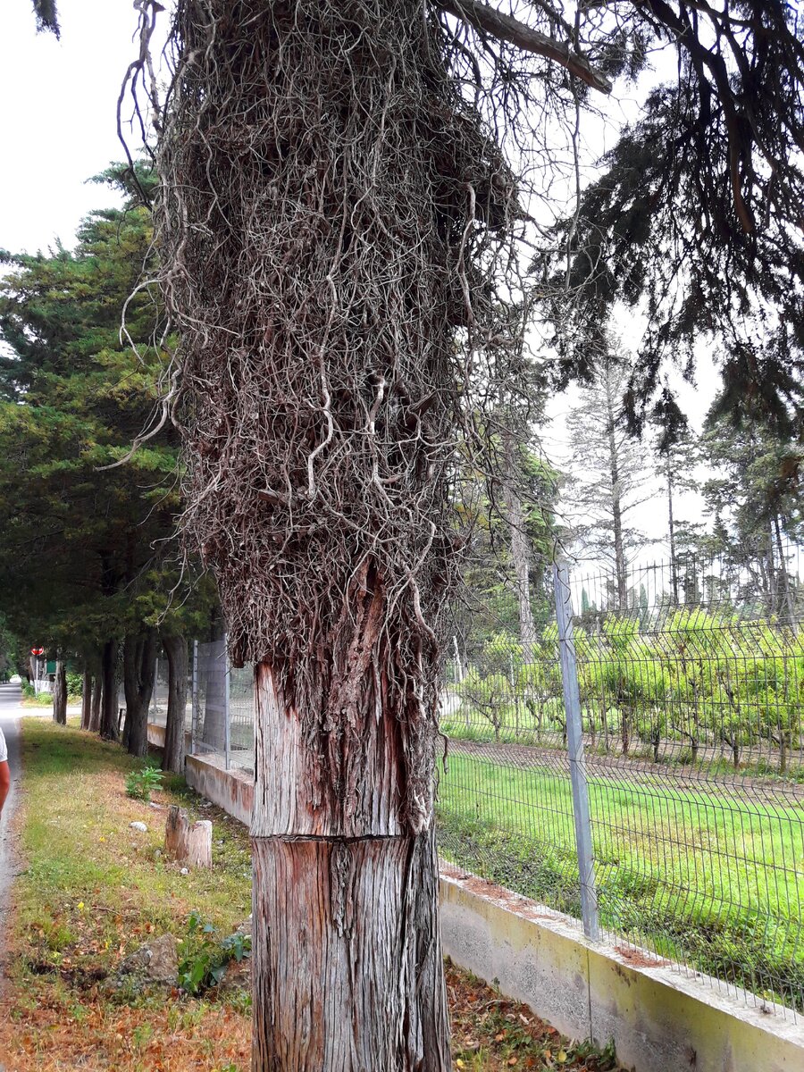 Эвкалипт дерево Абхазия