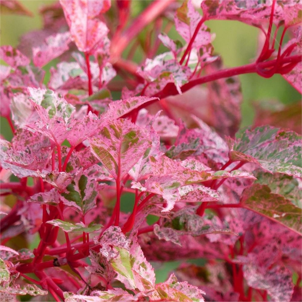 Acer conspicuum 'Red Flamingo'