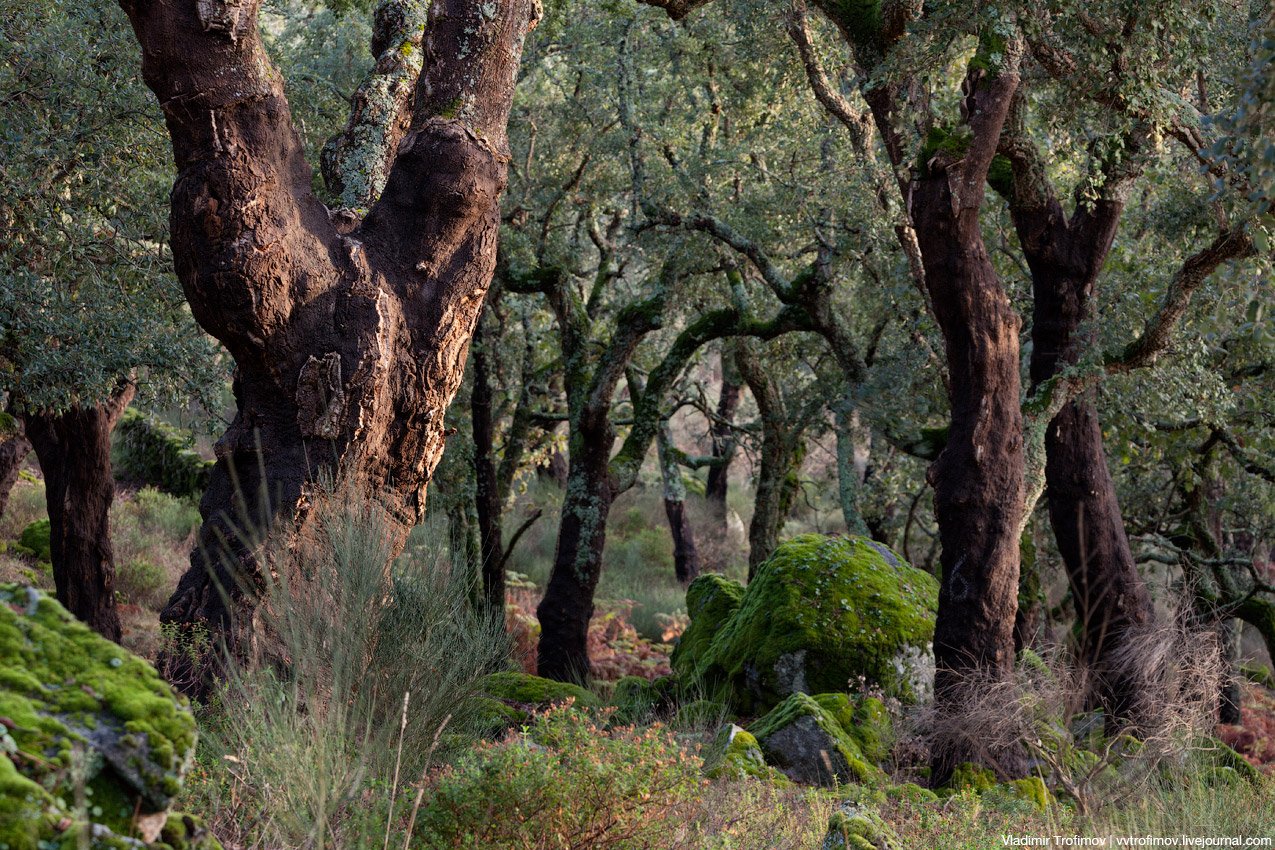 Леса Португалии пробковый дуб