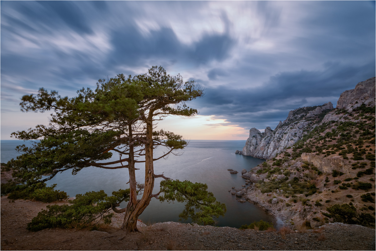 Сосна Палласа Крымская