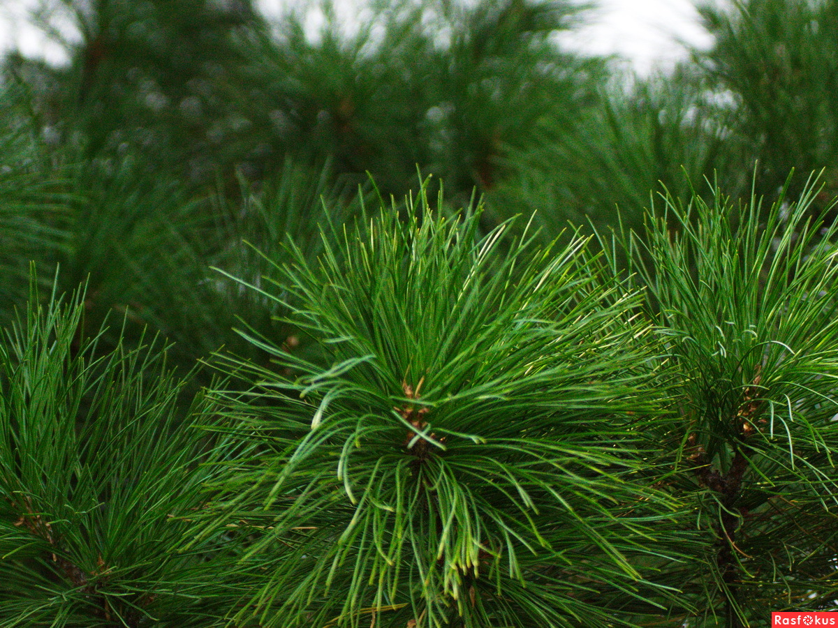 Pinus koraiensis хвоя