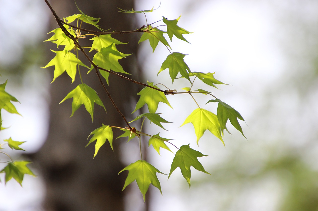 Ветка с кленовыми листьями