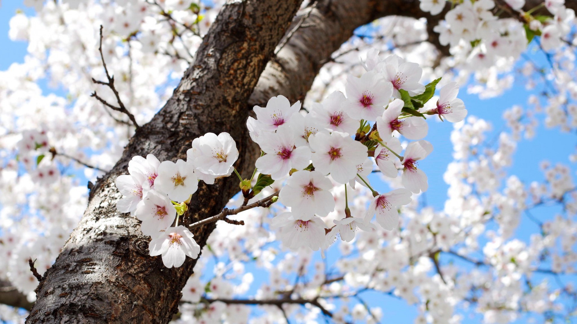 Фото Цветущие Деревья Весной