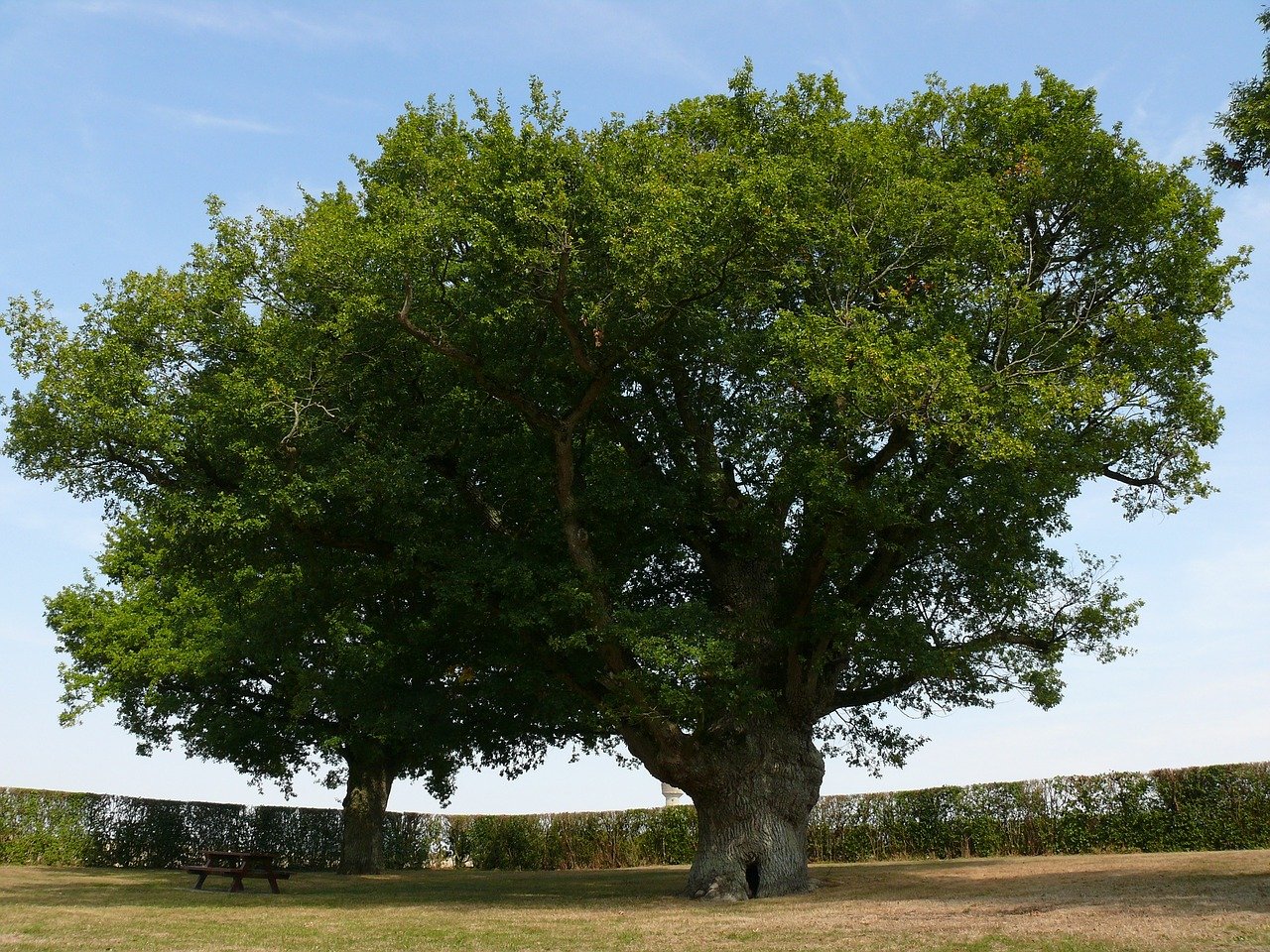 Реликтовое дерево дуб