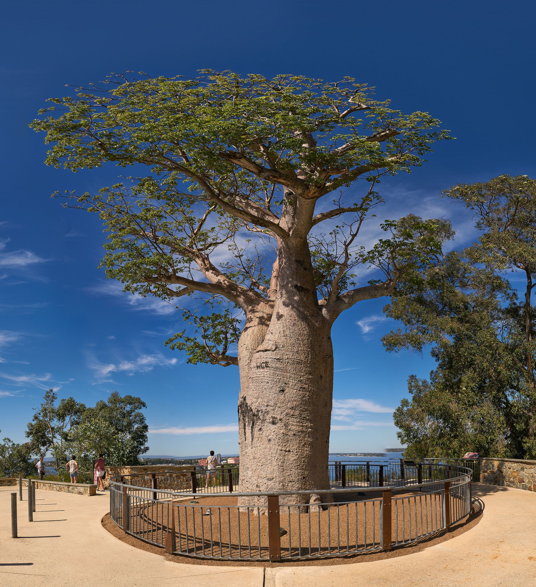 деревья австралии картинки