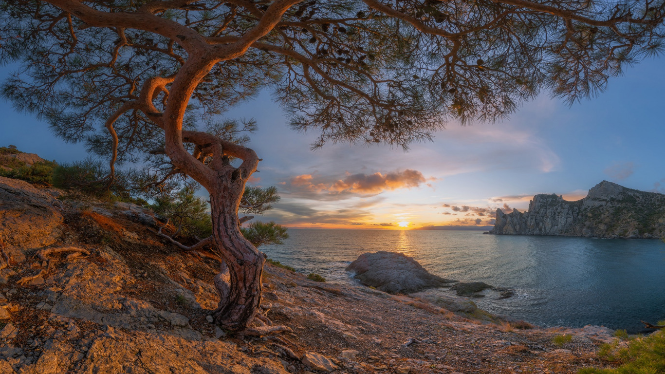 Можжевеловая роща в Крыму дерево на скале можжевельник