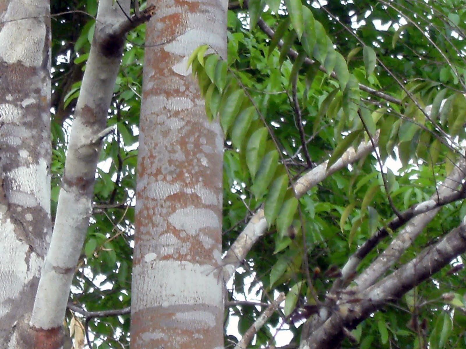 Алойное дерево Aquilaria