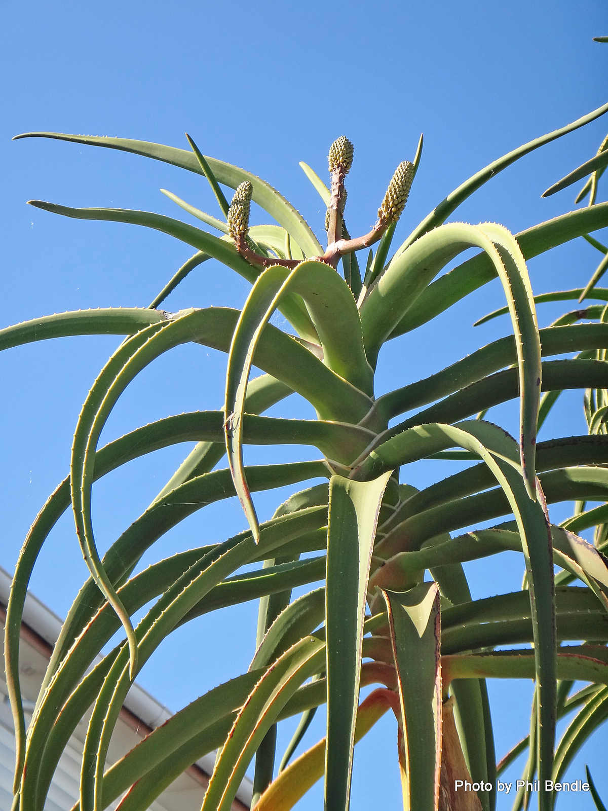 Aloe barberae