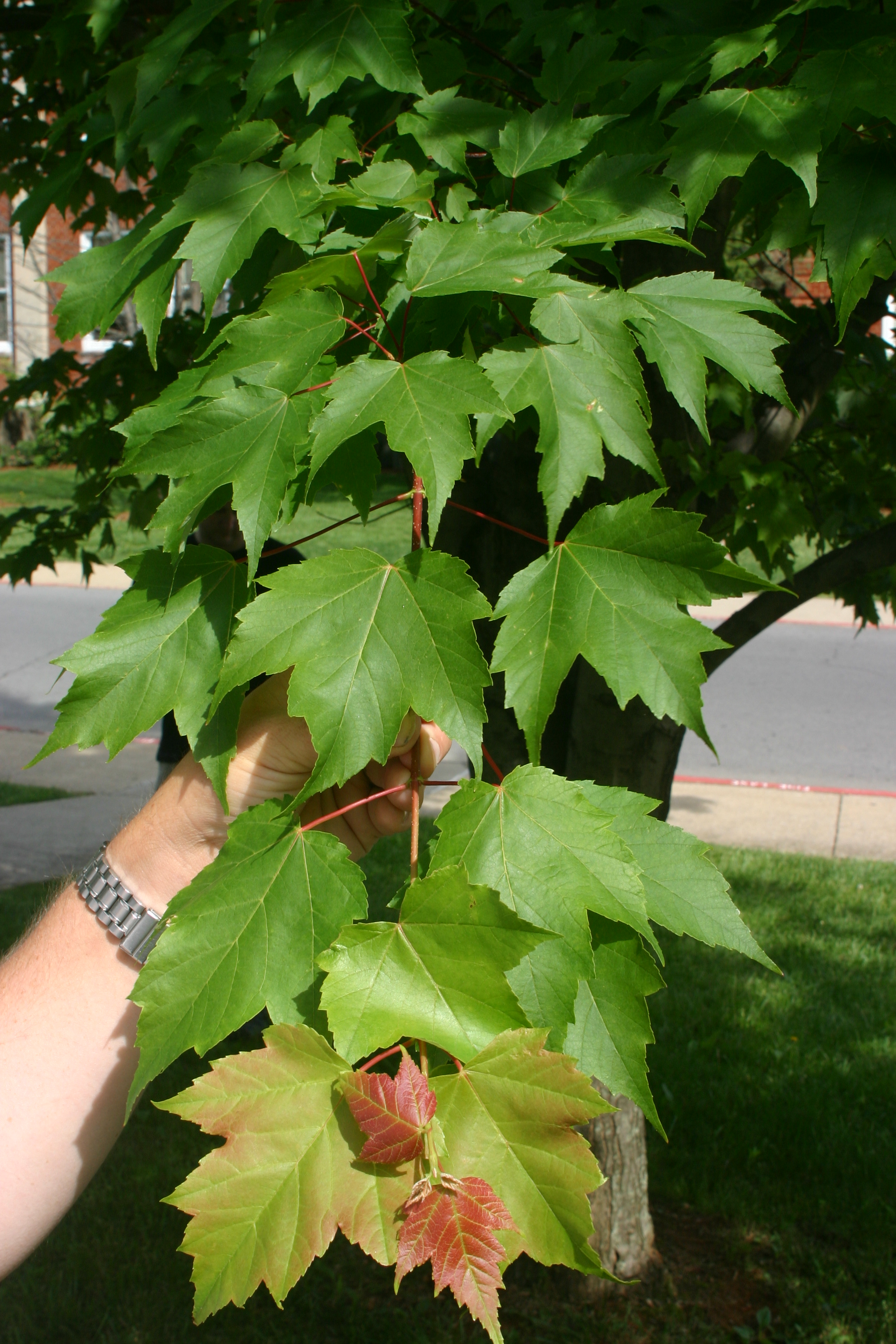 Листья клен Acer rubrum
