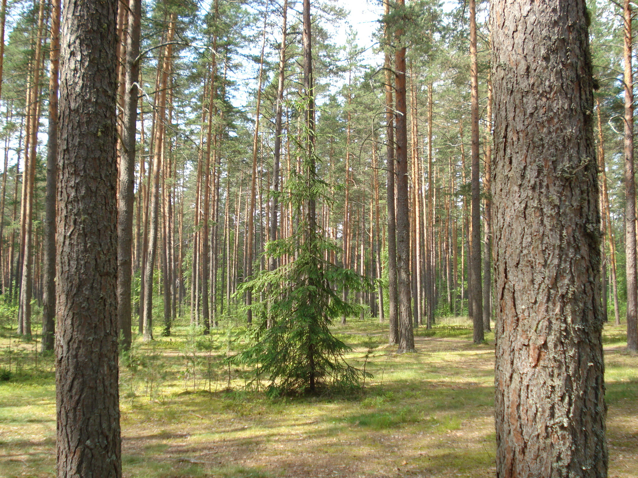 Лебковские сосны