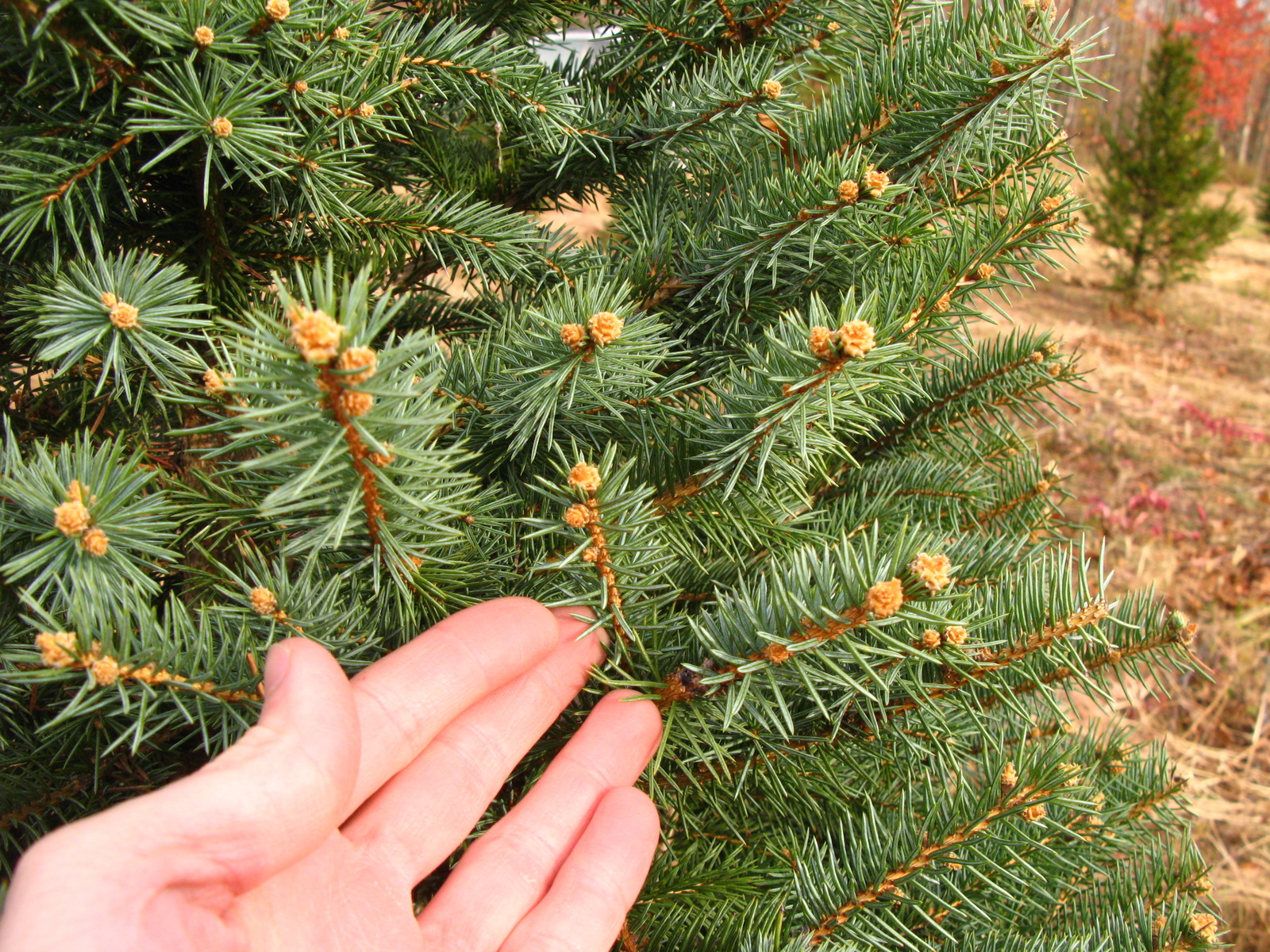 Picea pungens Drevohosticiana