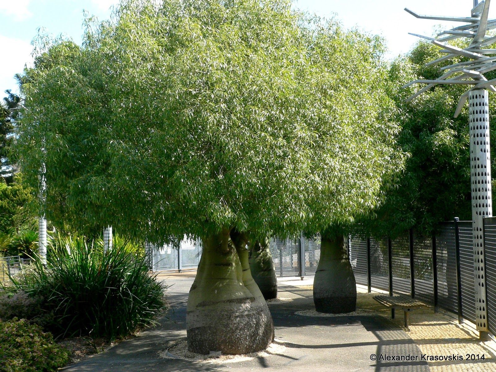 Парк Галицкого дерево бутылочное дерево