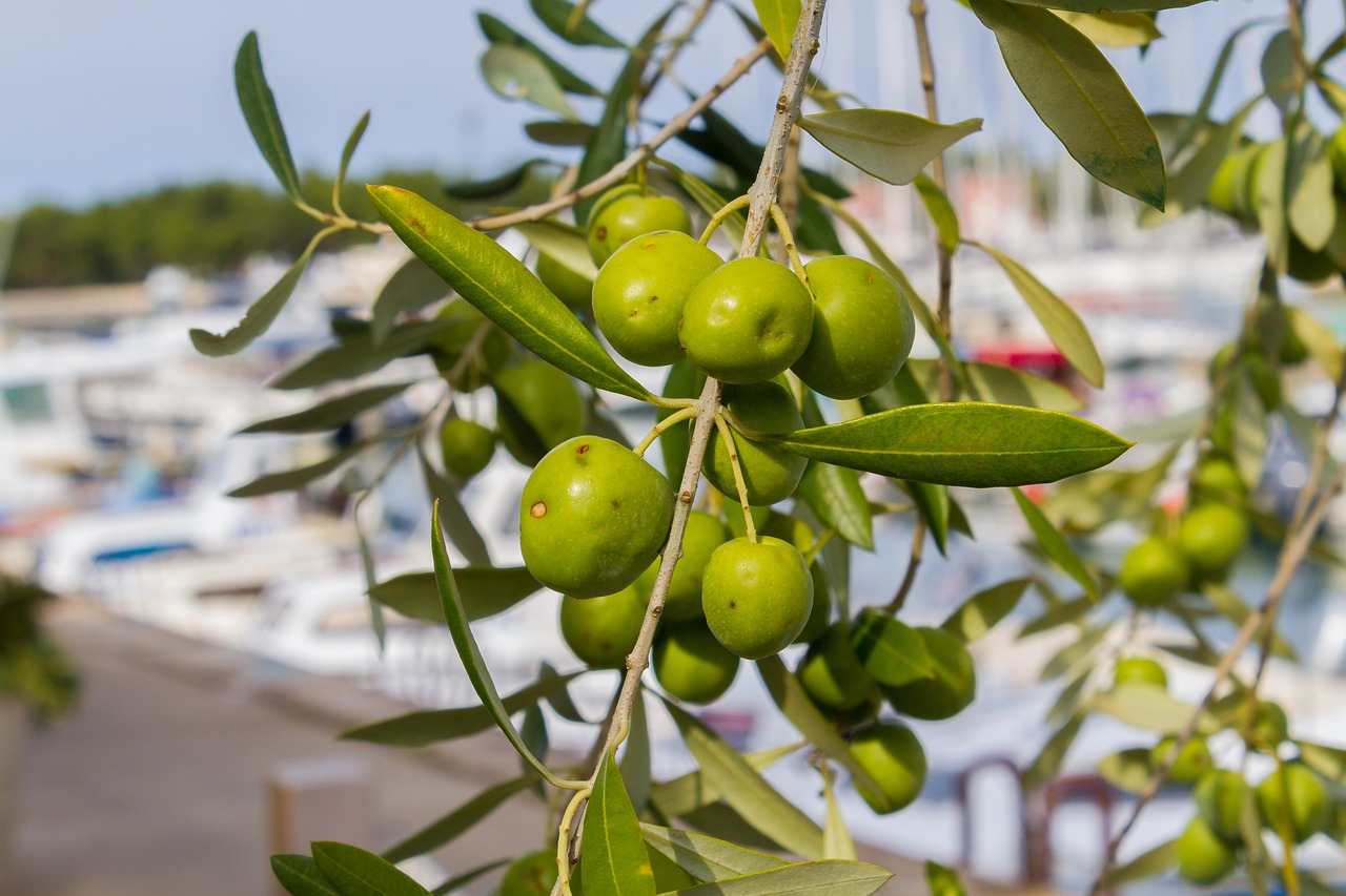 Болезни оливкового дерева