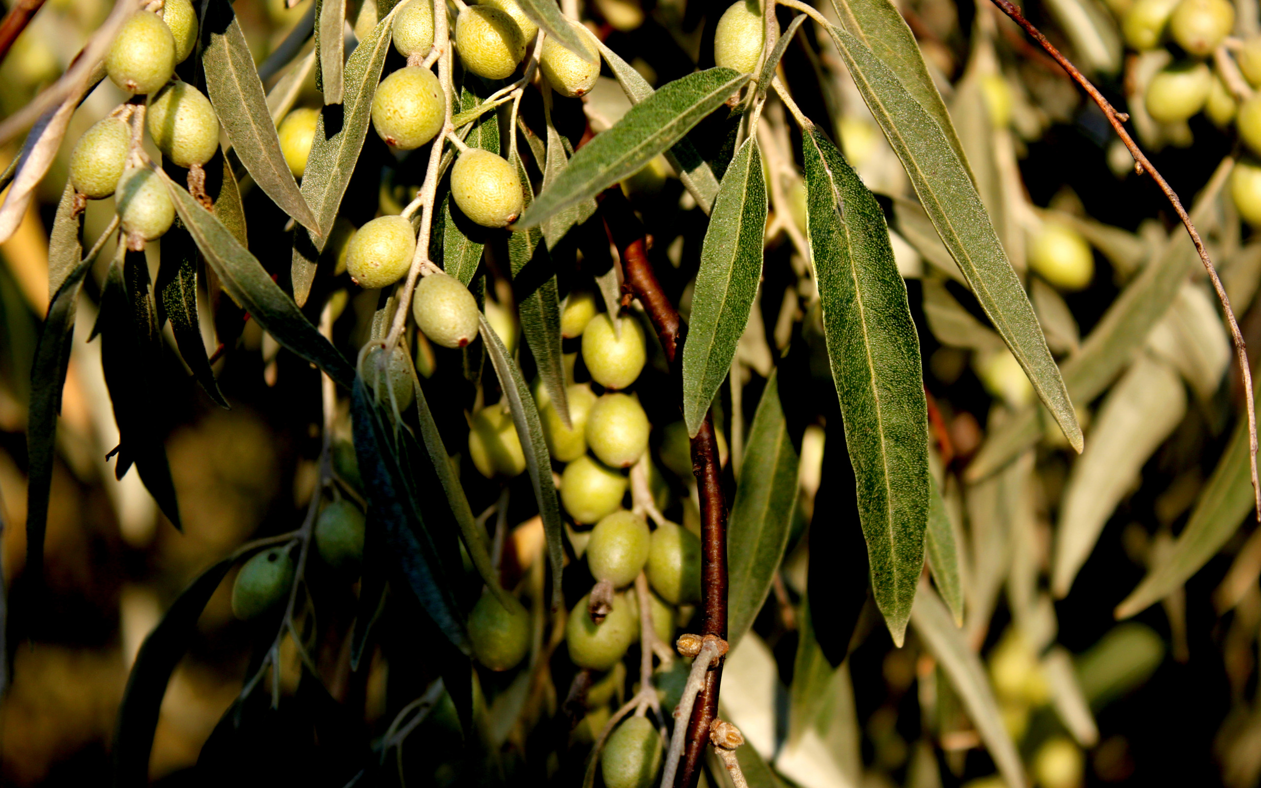 Маслины и оливковые деревья.