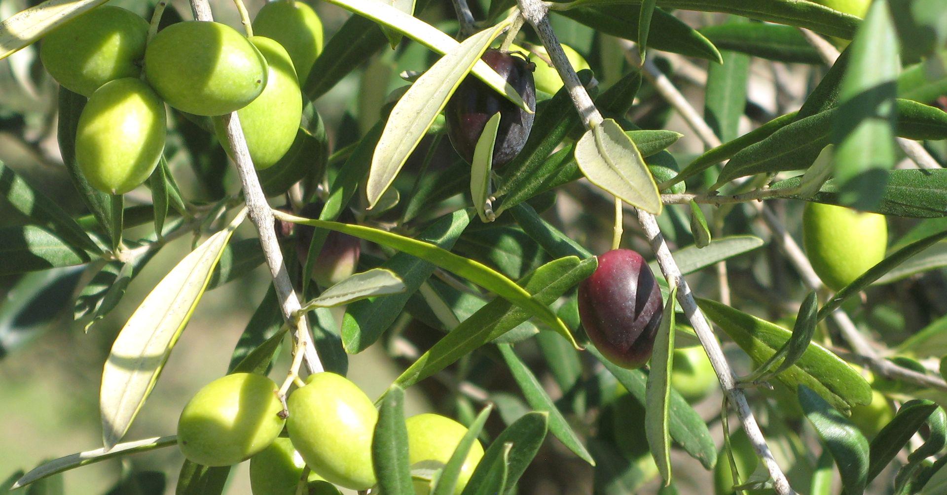 Финикия оливковые деревья