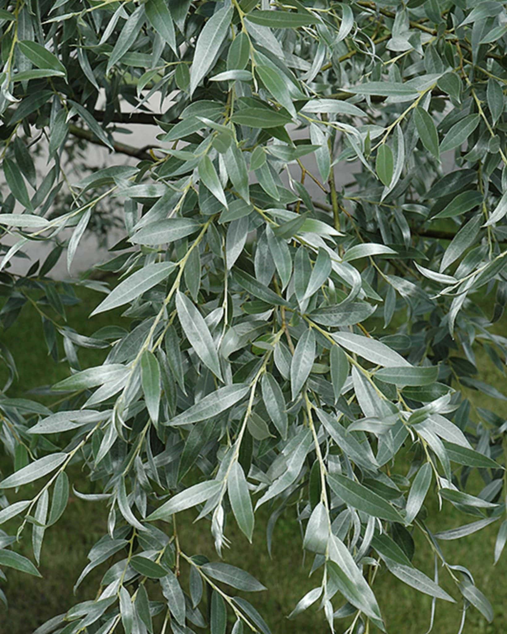 зеленые листья тополиных деревьев фото