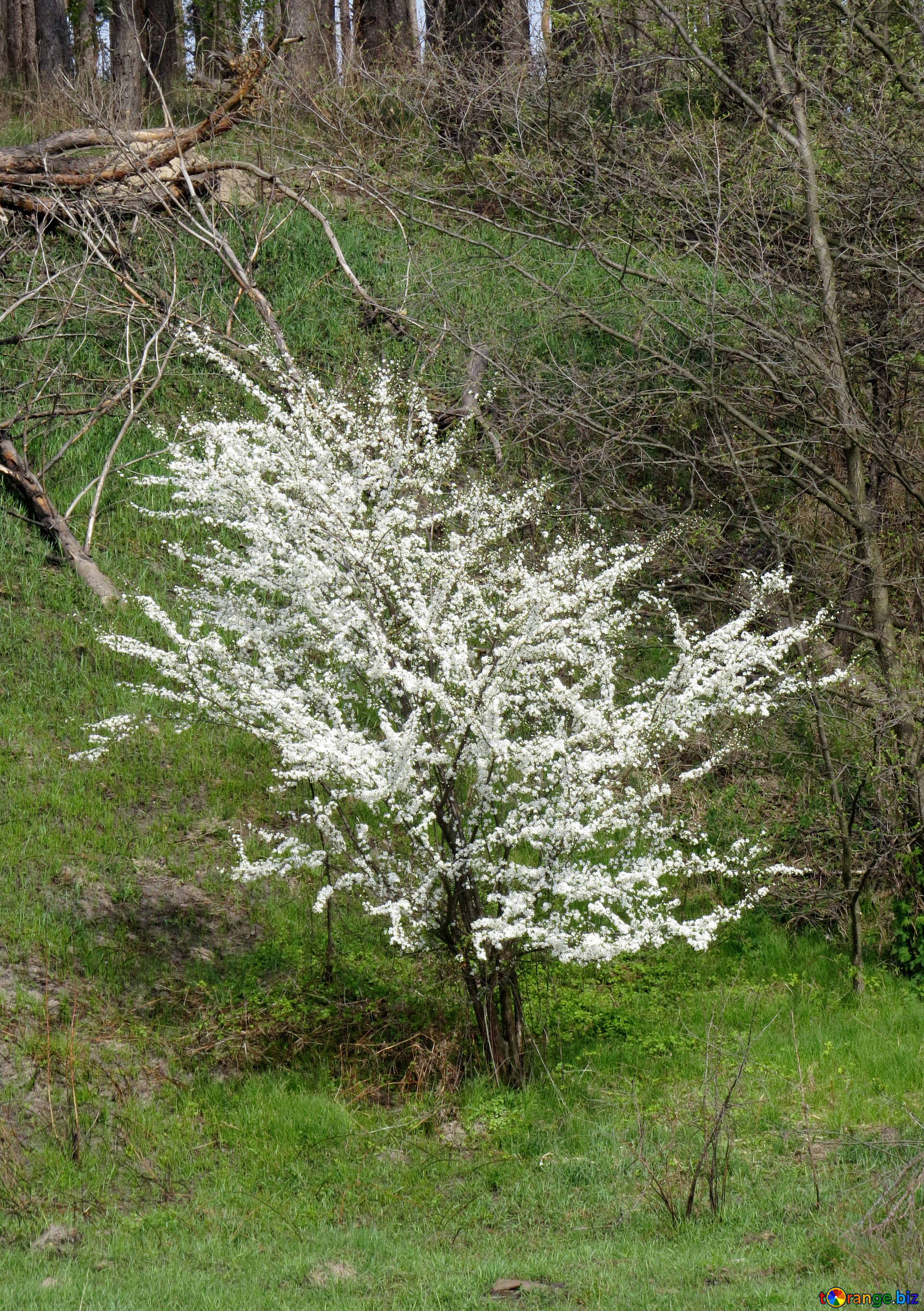 Дерево с белыми листочками