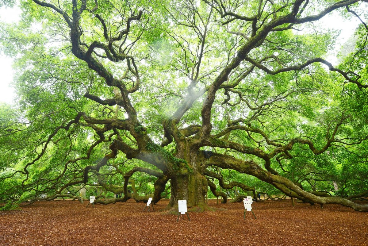 Самое старое дерево планеты Angel Oak