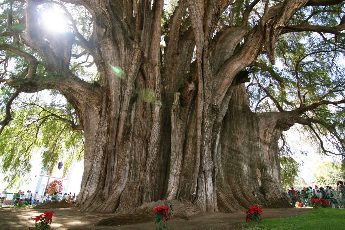 Таксодиум мексиканский дерево Туле