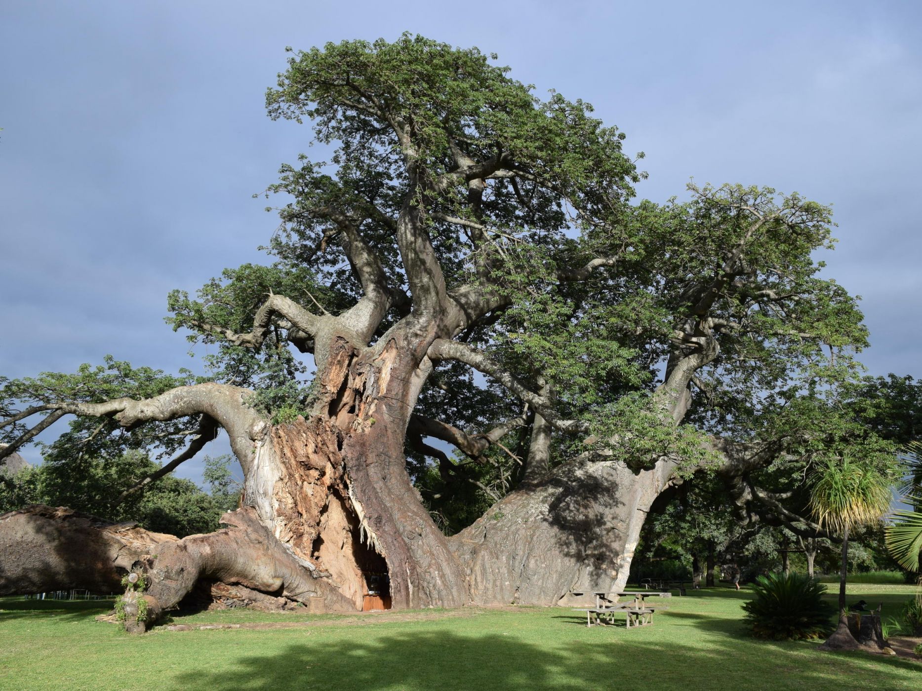 Баобаб древний дерево