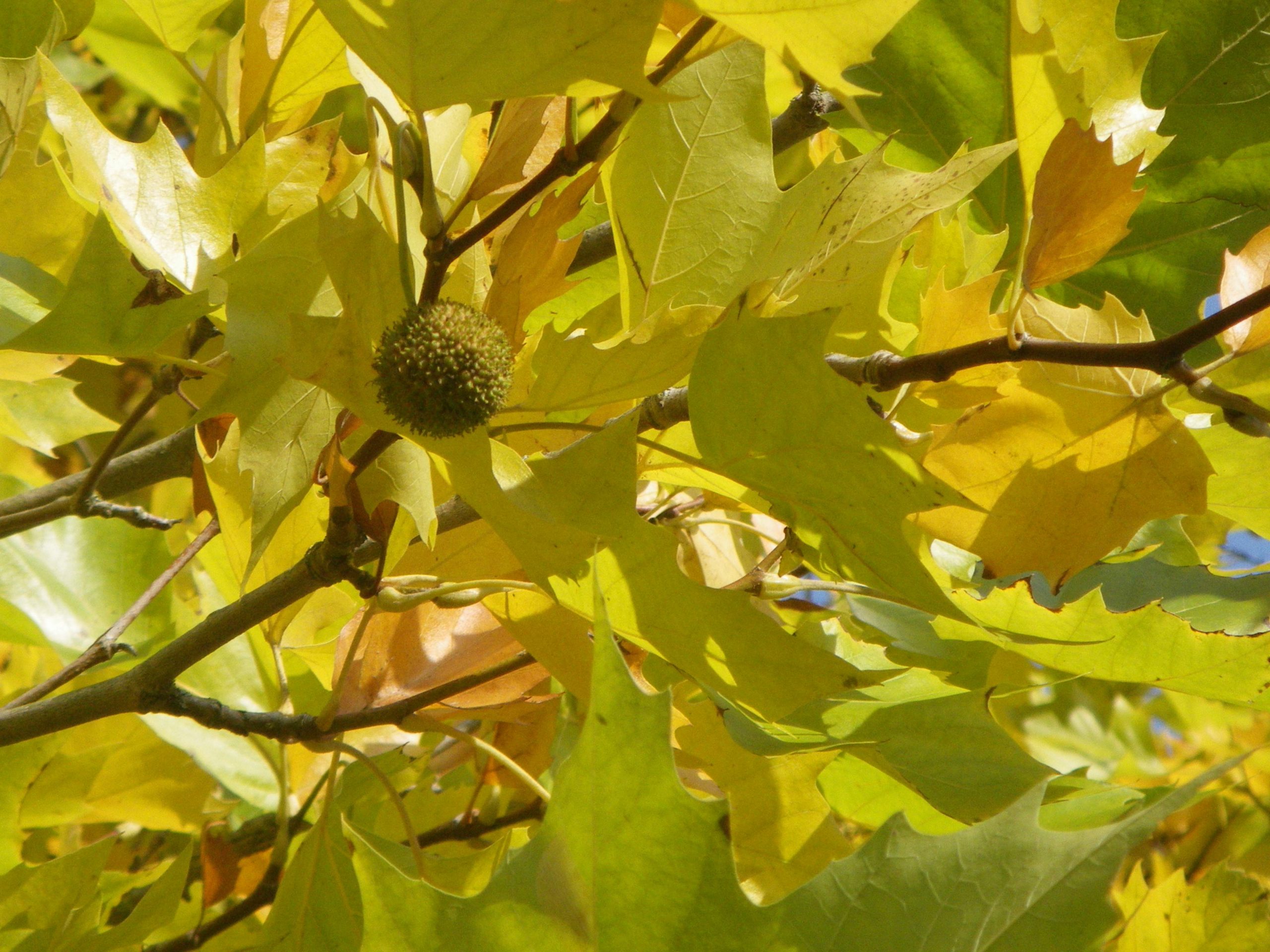 Платан дерево листья