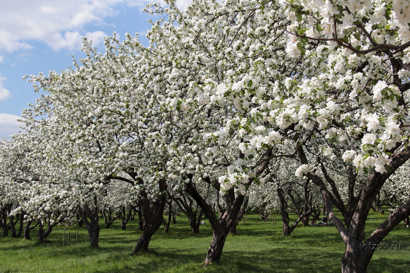 Коломенское - Весна, цветение яблонь