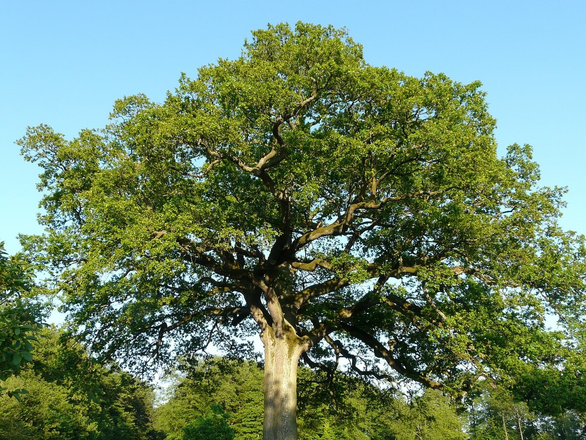 дуб фото дерева