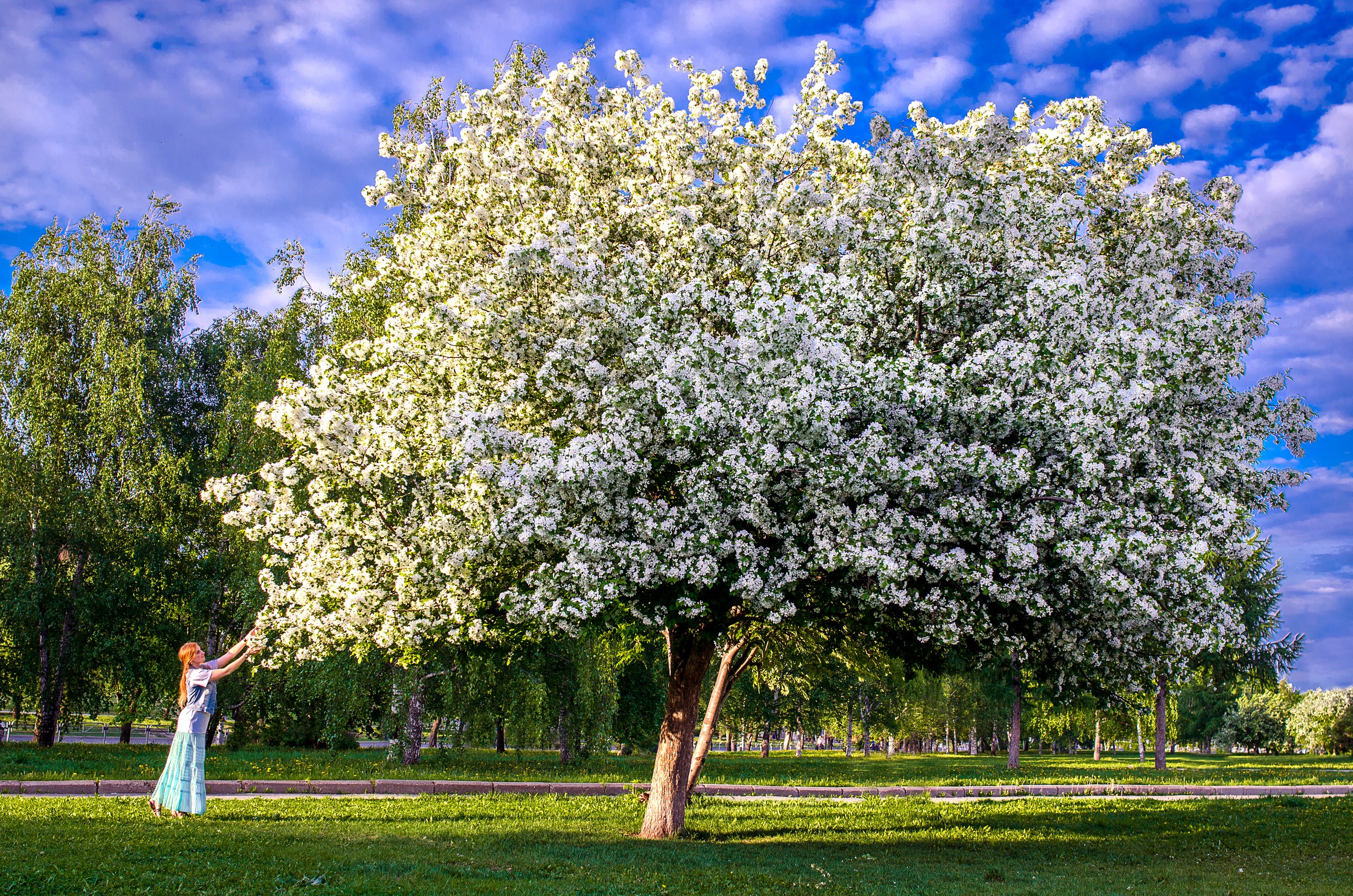 Яблоня Сибирская Malus baccata